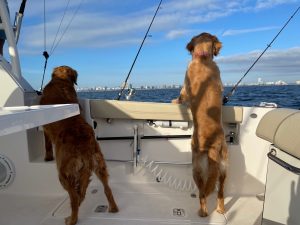 Fish Dogs