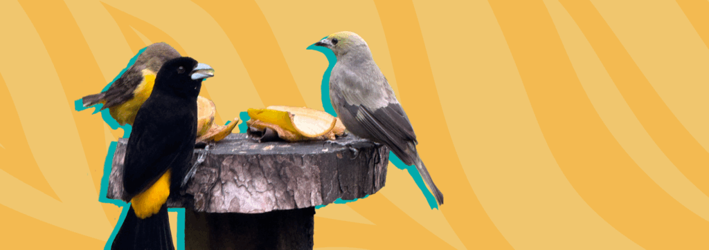 Three Little Birds | Weekly Report for October 17, 2025